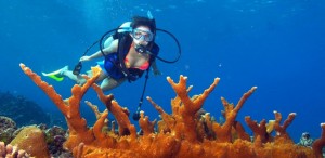 Diving in Sihanoukville