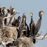 Prek Toal Bird Sanctuary has a significant number of rare breeds gathered