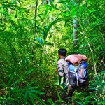 Go trekking in the evergreen forest is a favorable activity of foreign tourists