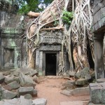 The roots has spread freely in Ta Prohm temple