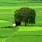 Going out of Siem Reap to enjoy peaceful moments in countryside