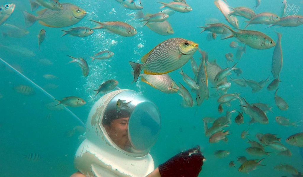 Visitors can feed the fish under the guidance and take pictures with them